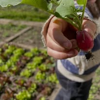 Main d'un enfant tenant un radis rouge fraîchement récolté avec ses fanes vertes, lors d'un rappel d'activité au potager de l'école de la forêt. Le radis est terreux. École alternative, pédagogie Montessori à Avallon, Bourgogne. Enfant apprenant au contact de la nature, limitrophe Côte-d'Or.